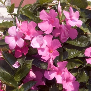 Mandevilla Sun Parasol Pink